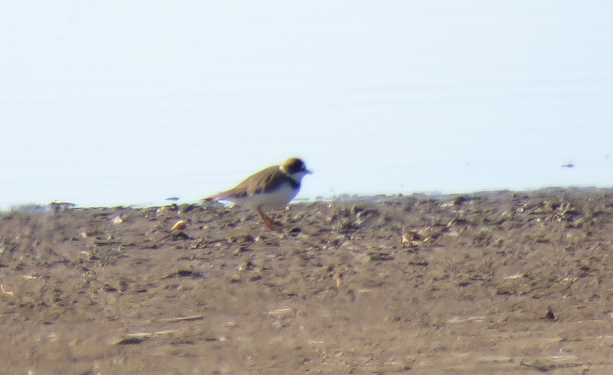 Semipalmated Plover - ML617282789