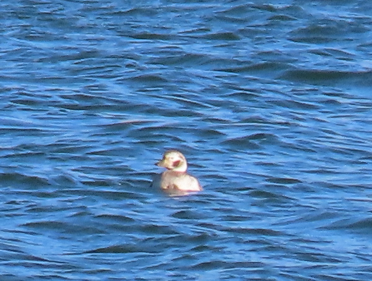 Long-tailed Duck - ML617282807