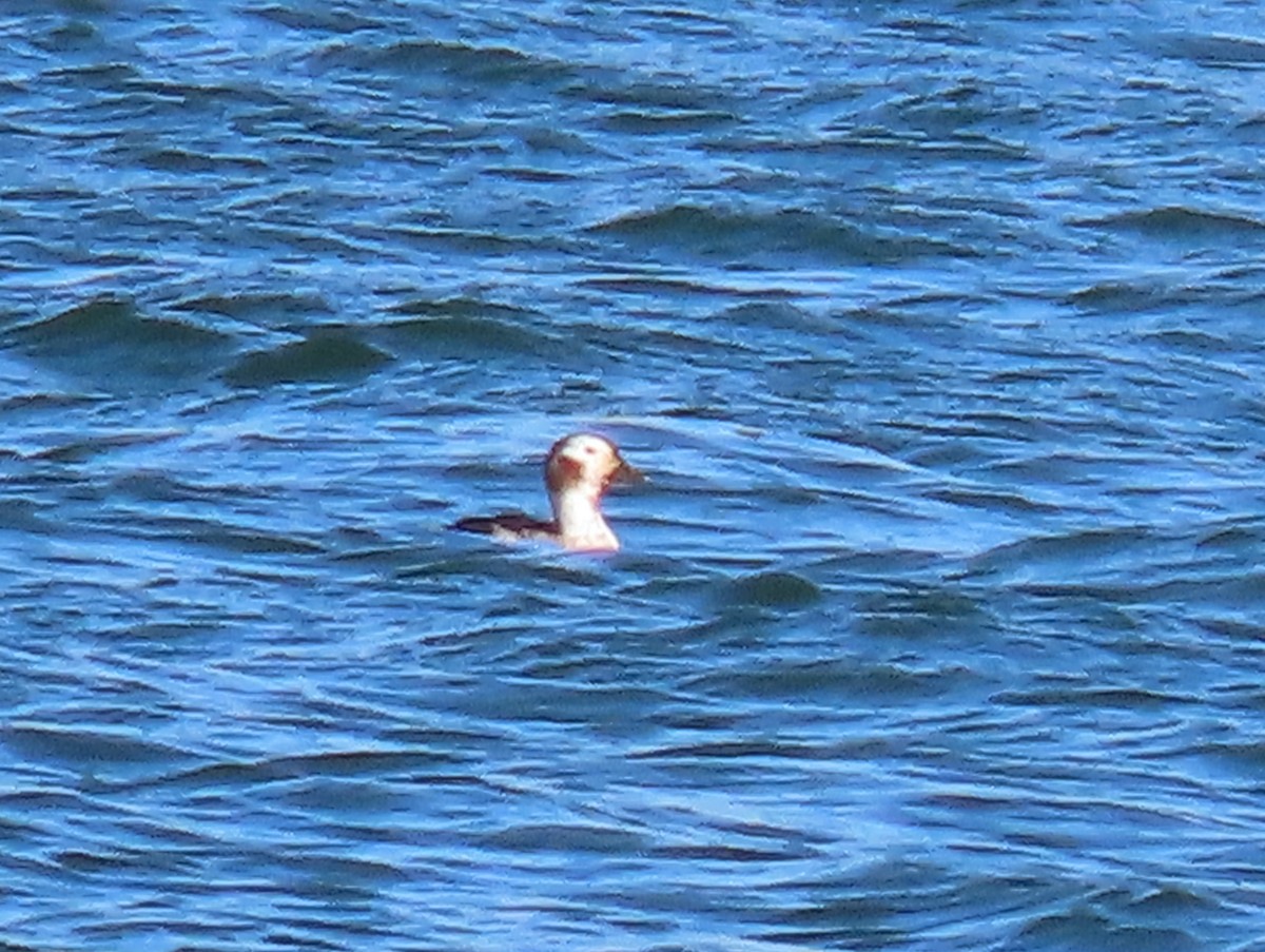 Long-tailed Duck - ML617282808
