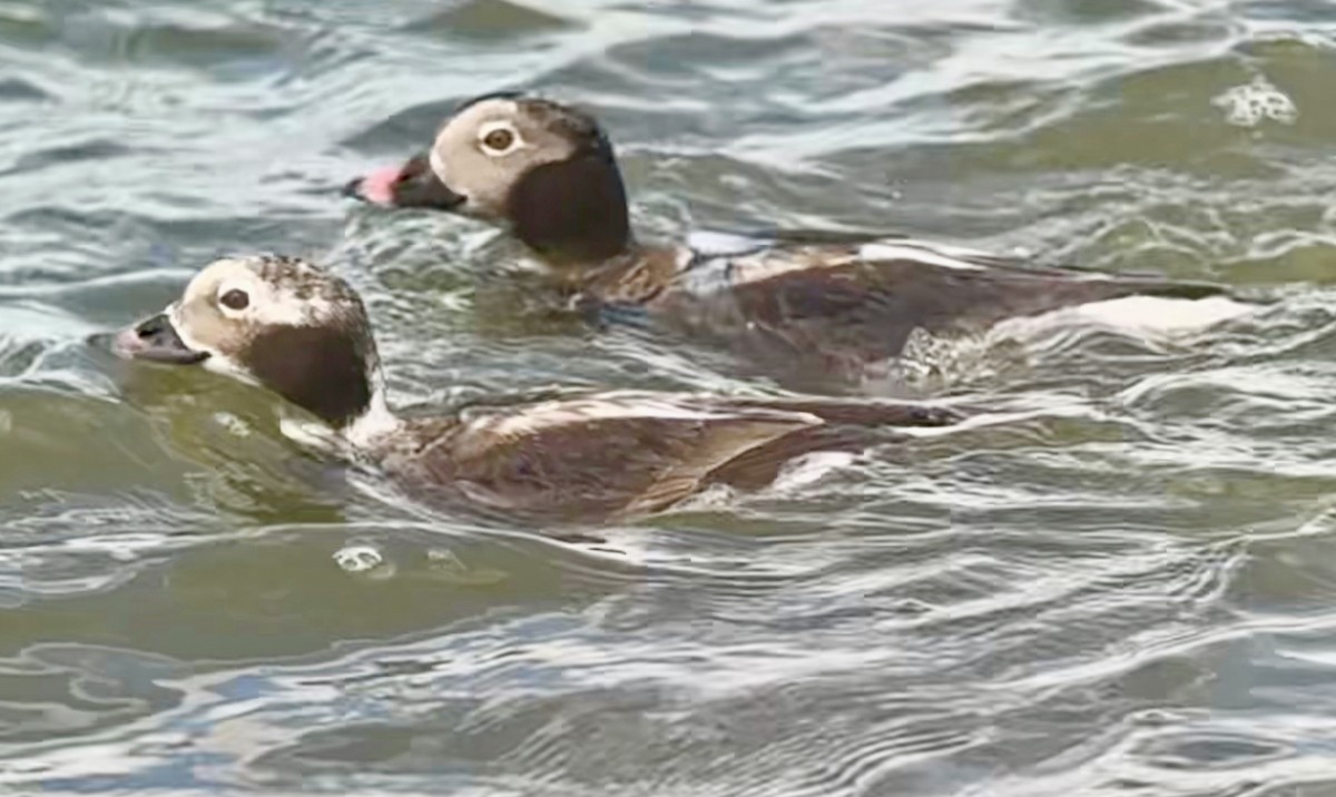 Long-tailed Duck - ML617282866