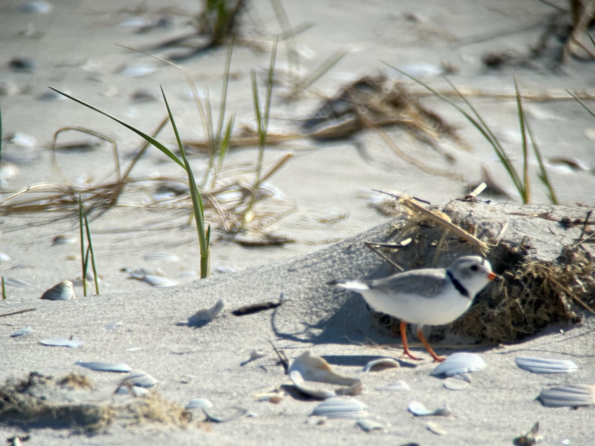 Piping Plover - ML617282927