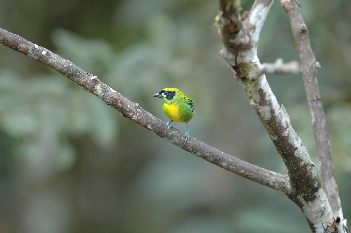 Green-and-gold Tanager - ML617282966