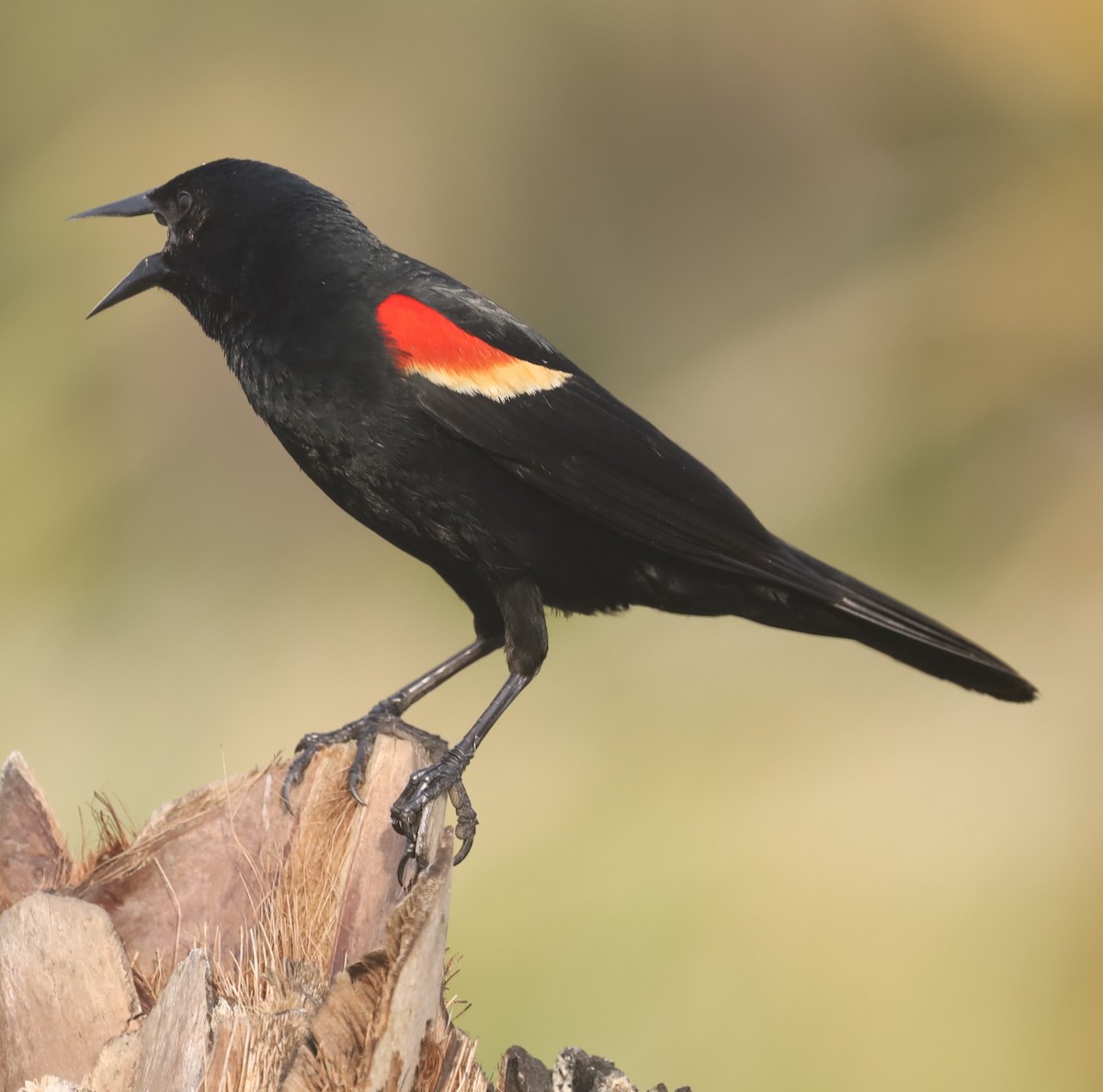 Red-winged Blackbird - ML617283019