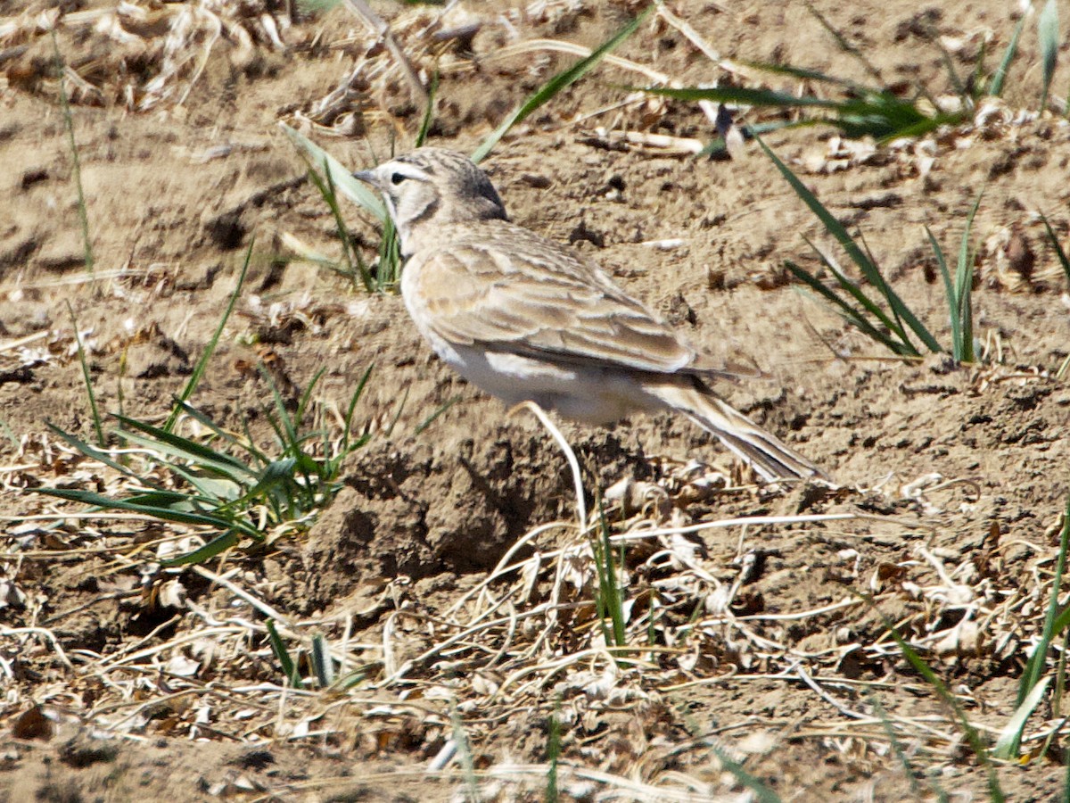 Thick-billed Longspur - ML617283173
