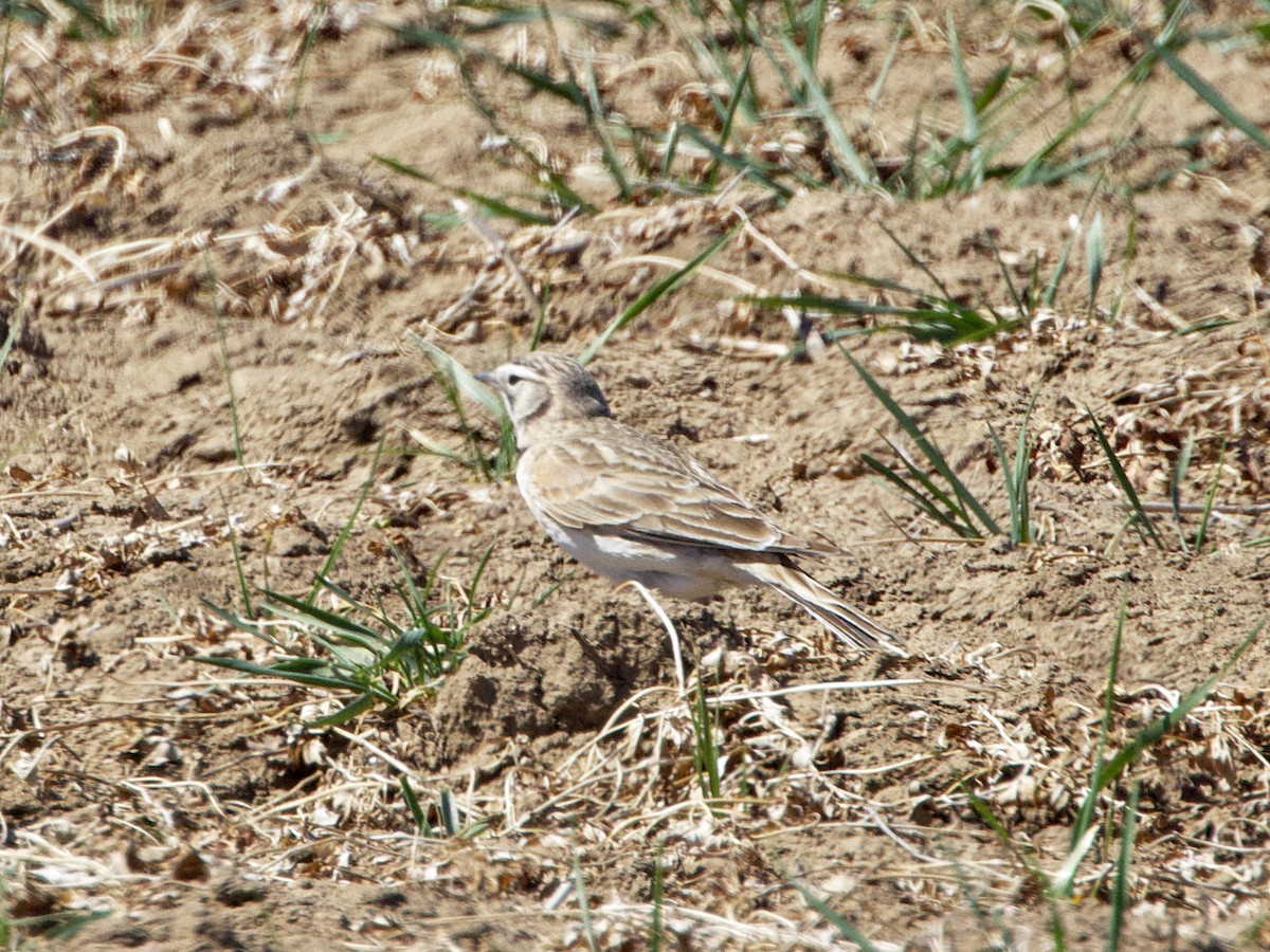 Thick-billed Longspur - ML617283174