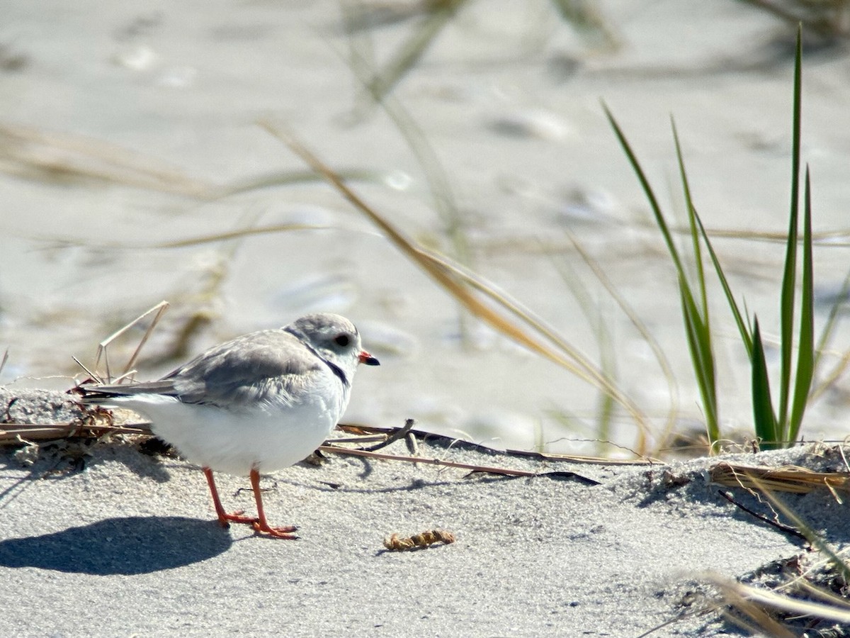 Piping Plover - Jeff Bouton