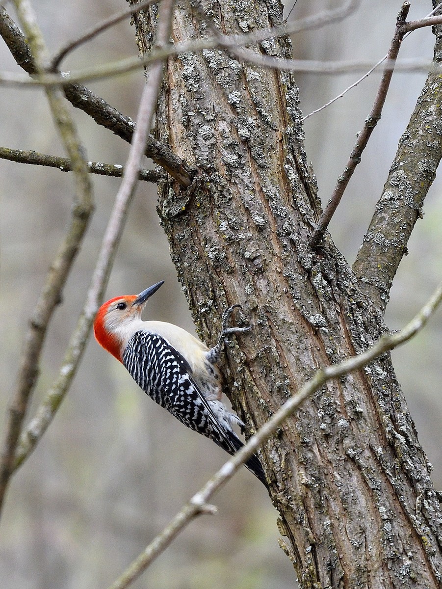 Red-bellied Woodpecker - ML617283226
