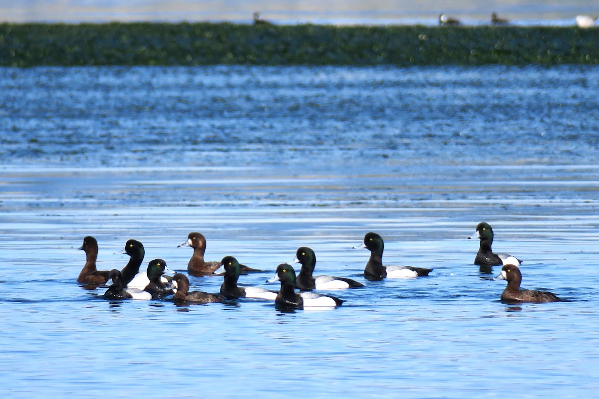 Greater Scaup - ML617283266