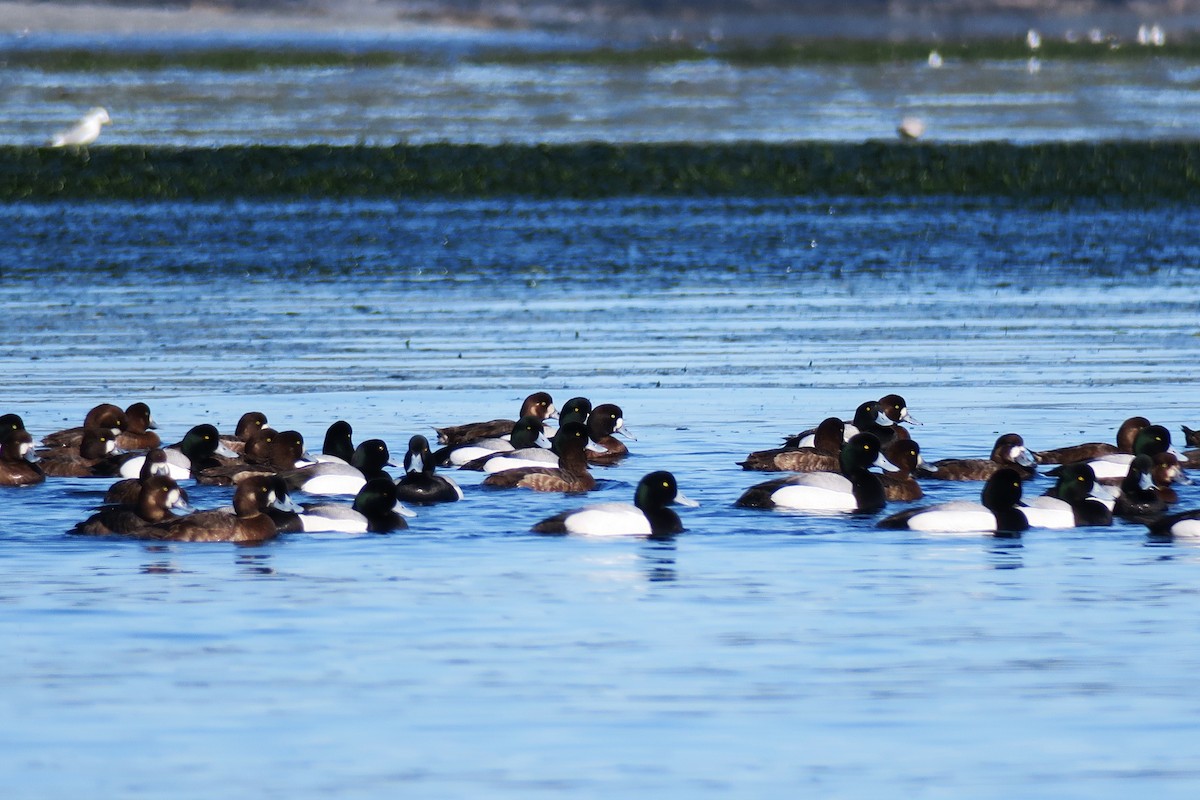 Greater Scaup - ML617283273