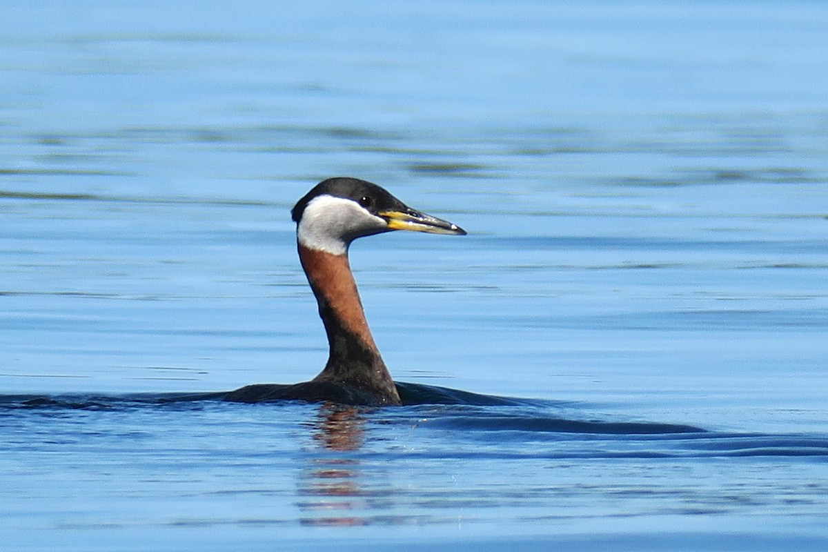 Red-necked Grebe - ML617283306