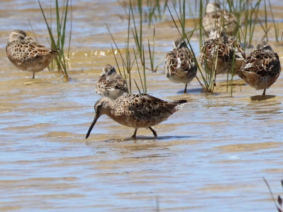 Short-billed Dowitcher - Anonymous