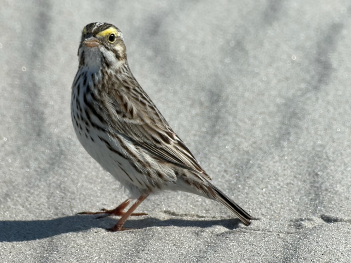 Savannah Sparrow - ML617283353