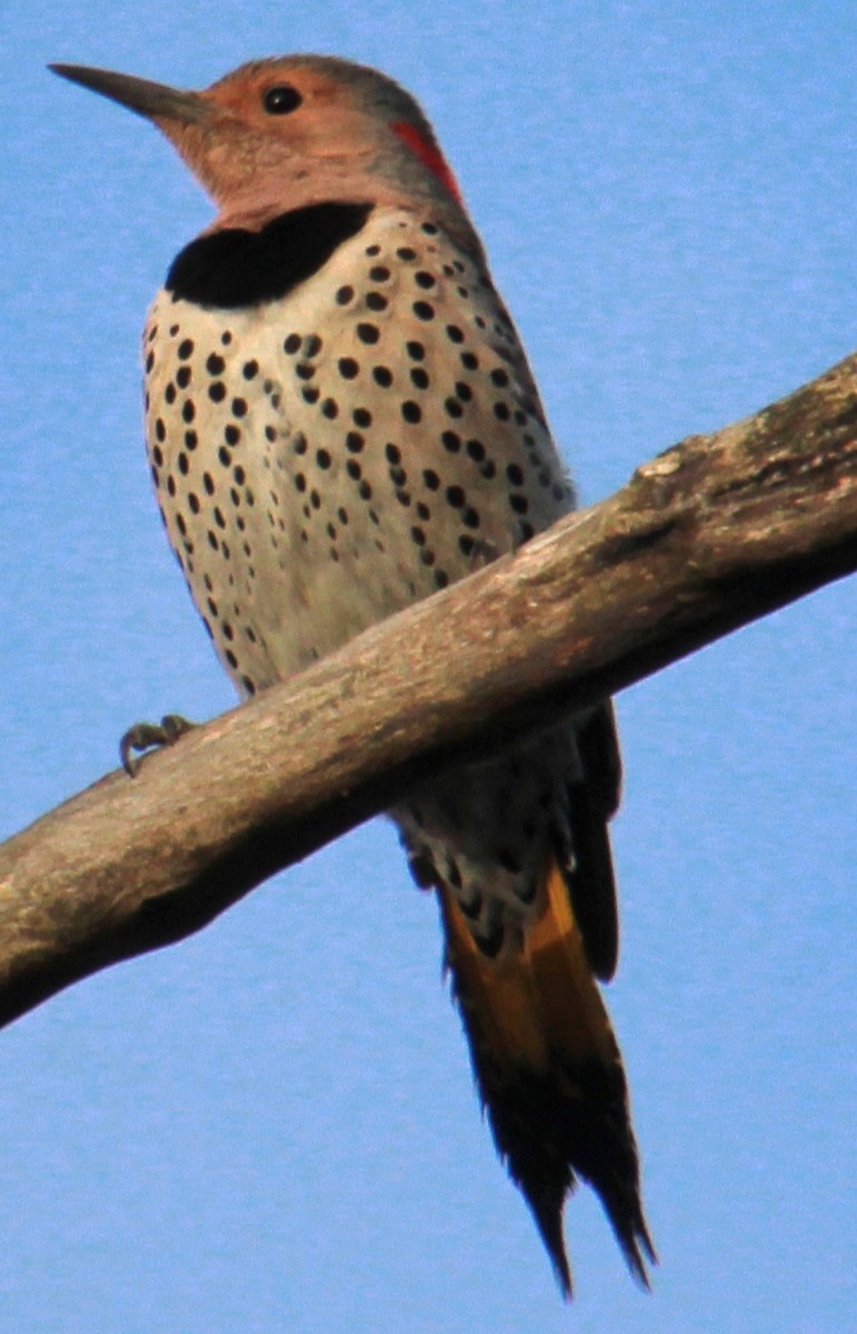 Northern Flicker (Yellow-shafted) - ML617283536