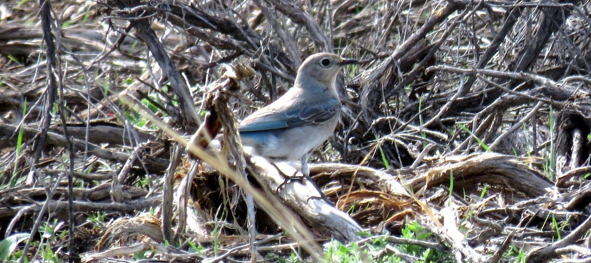 Mountain Bluebird - shawn richmond