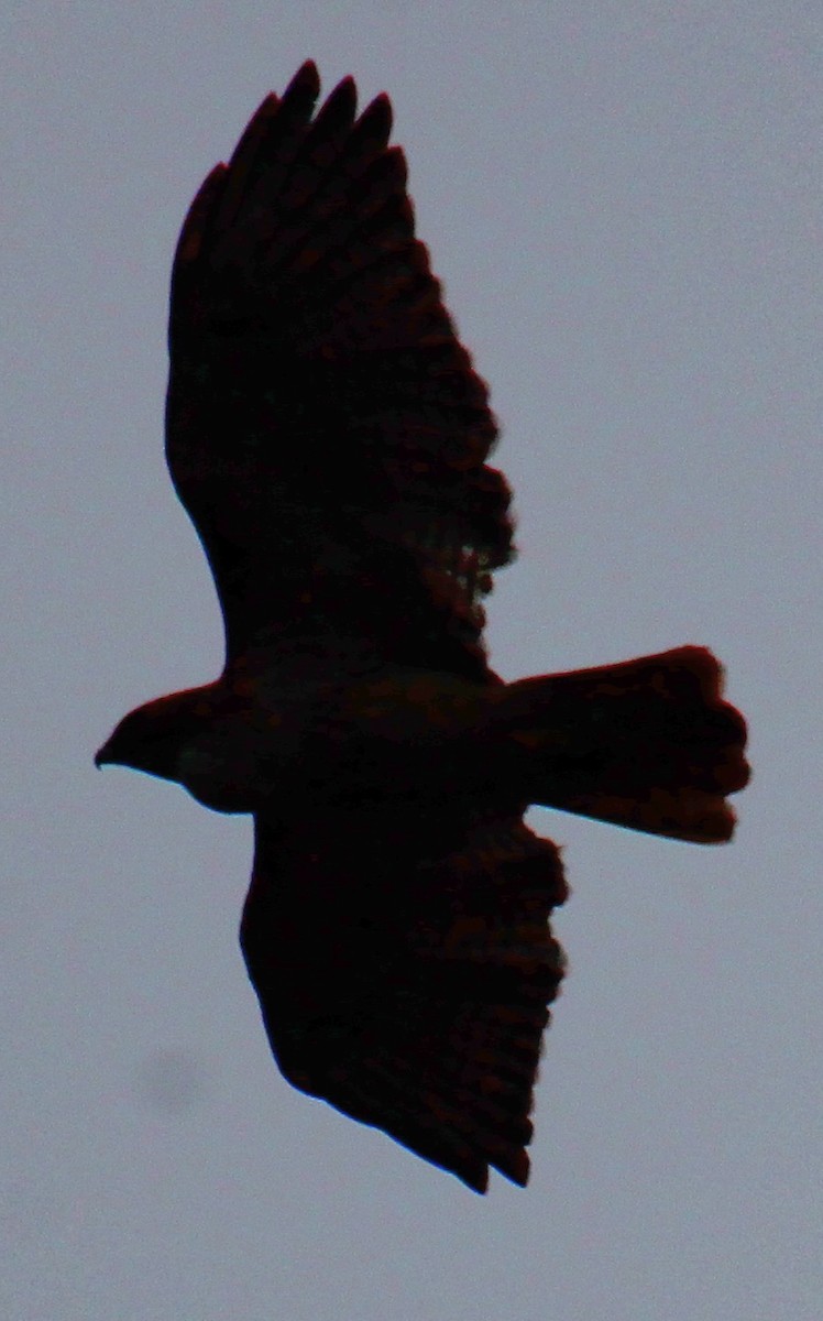 Red-tailed Hawk (borealis) - ML617283633