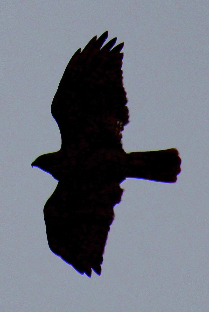 káně rudochvostá (ssp. borealis) - ML617283634