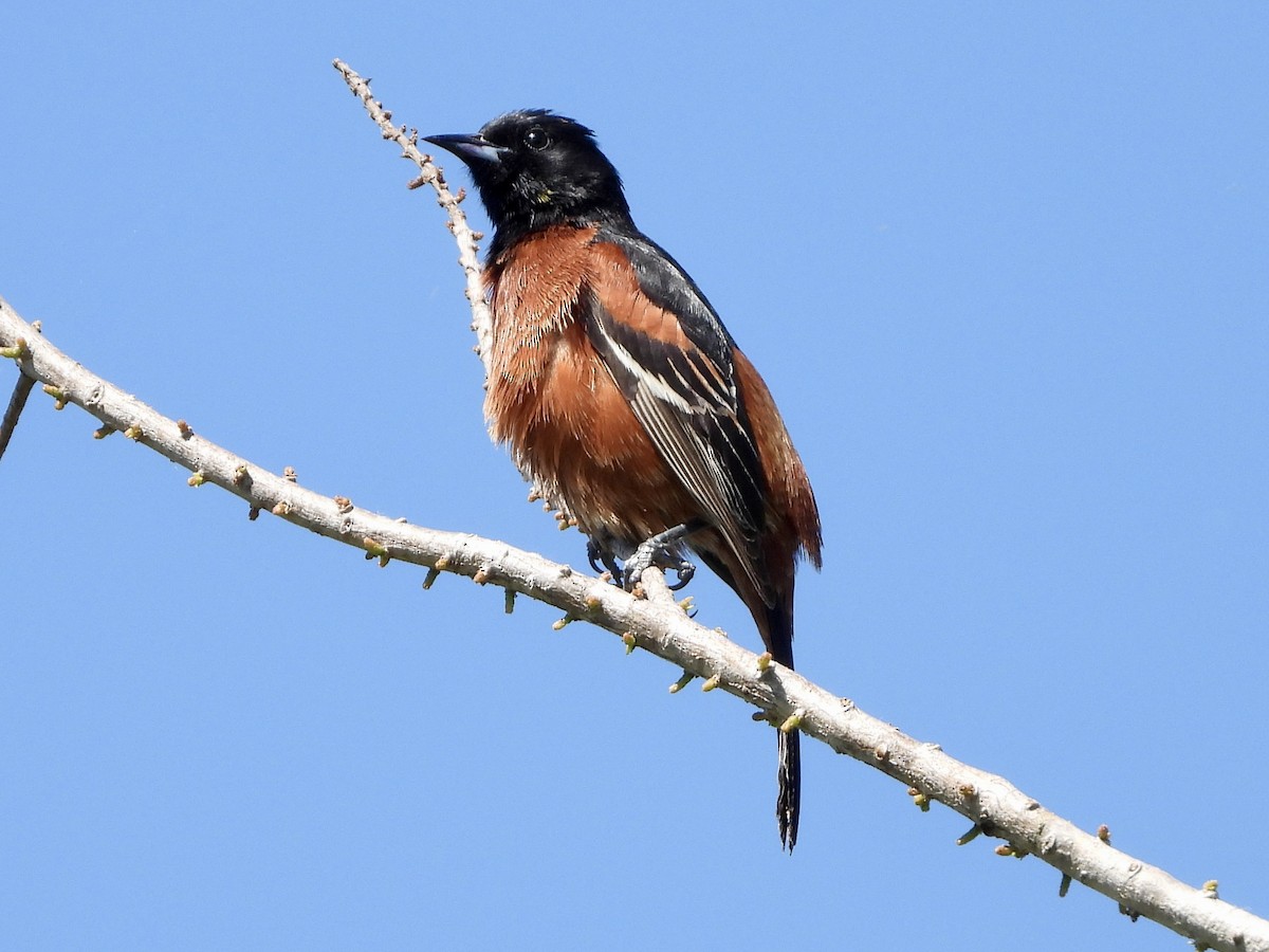 Orchard Oriole - ML617283651