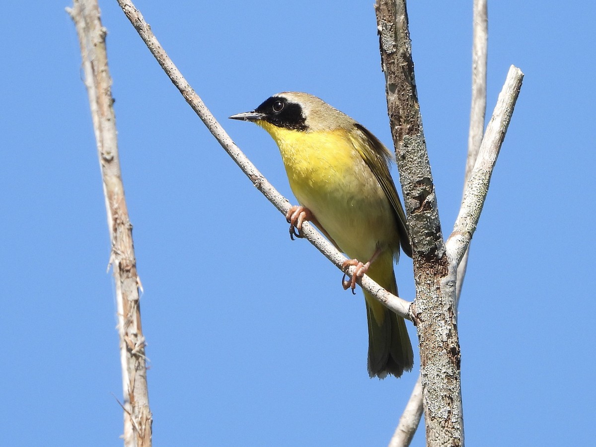 Common Yellowthroat - MIck Griffin