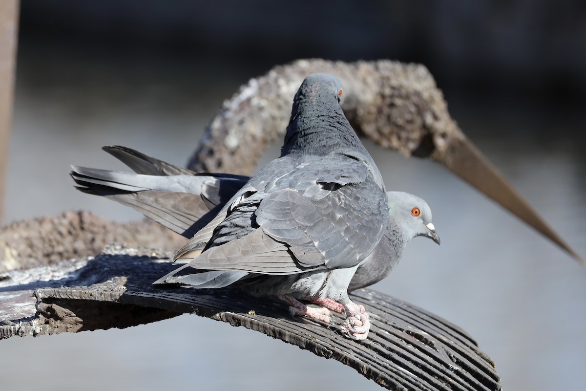 Rock Pigeon (Feral Pigeon) - ML617283677