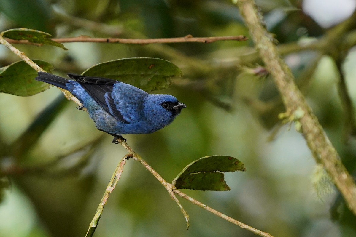Blue-and-black Tanager - ML617283743