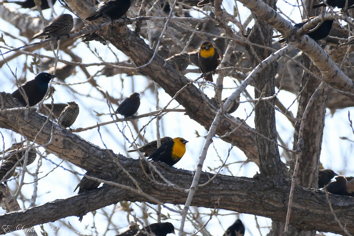 Yellow-headed Blackbird - ML617283782