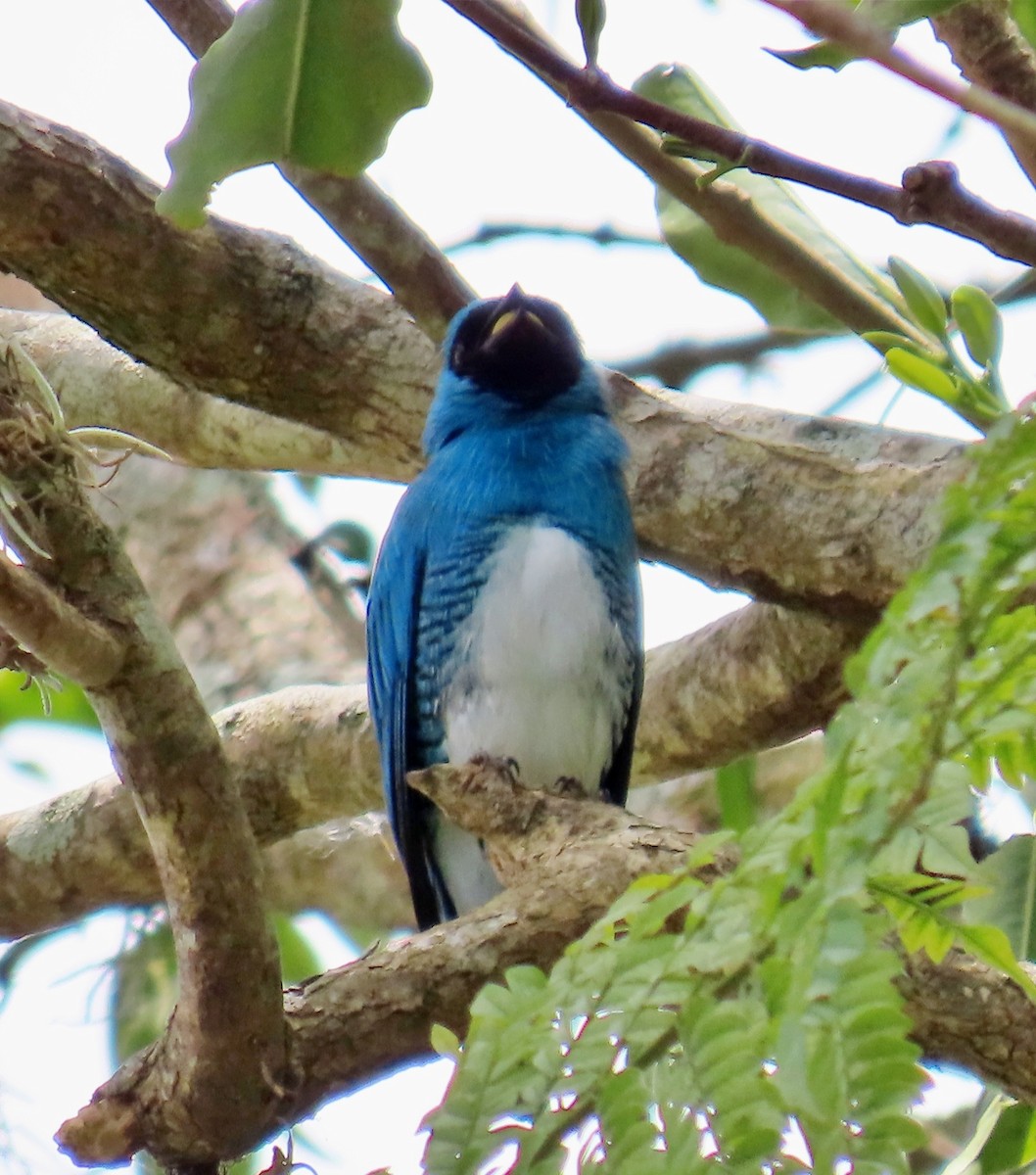 Swallow Tanager - ML617283836