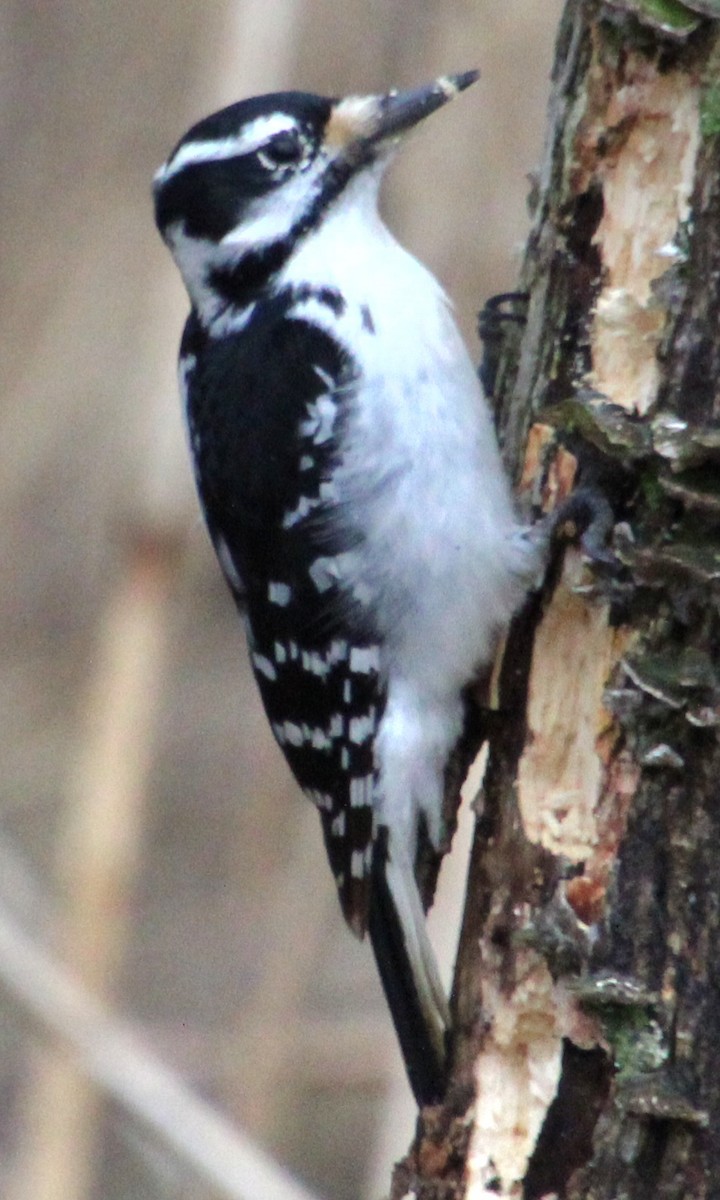 Hairy Woodpecker (Eastern) - Samuel Harris