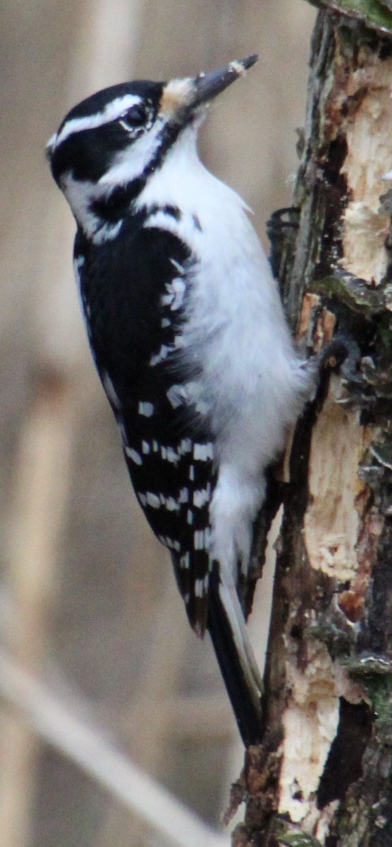 Hairy Woodpecker (Eastern) - ML617283884
