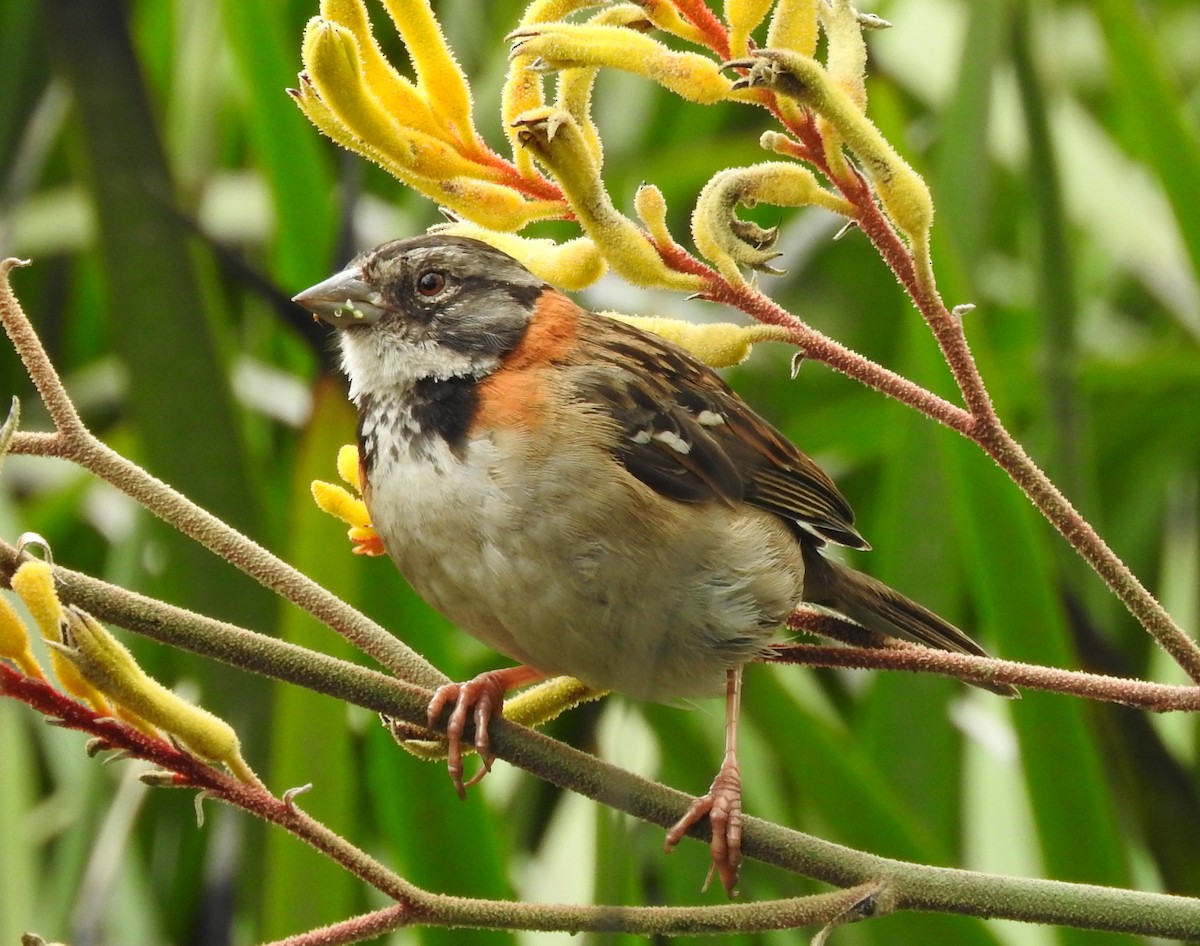 Rufous-collared Sparrow - ML617283910