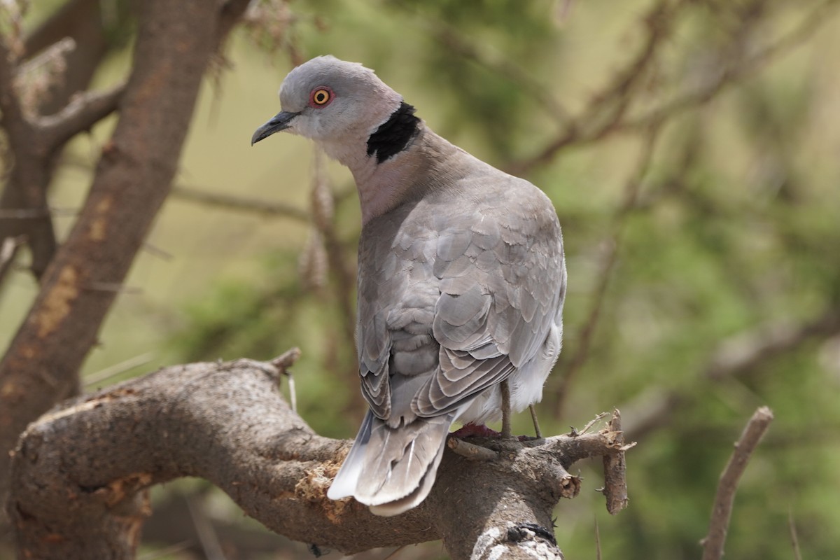 Mourning Collared-Dove - ML617283913