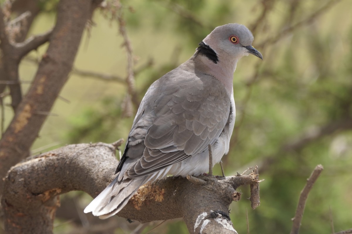 Mourning Collared-Dove - ML617283914