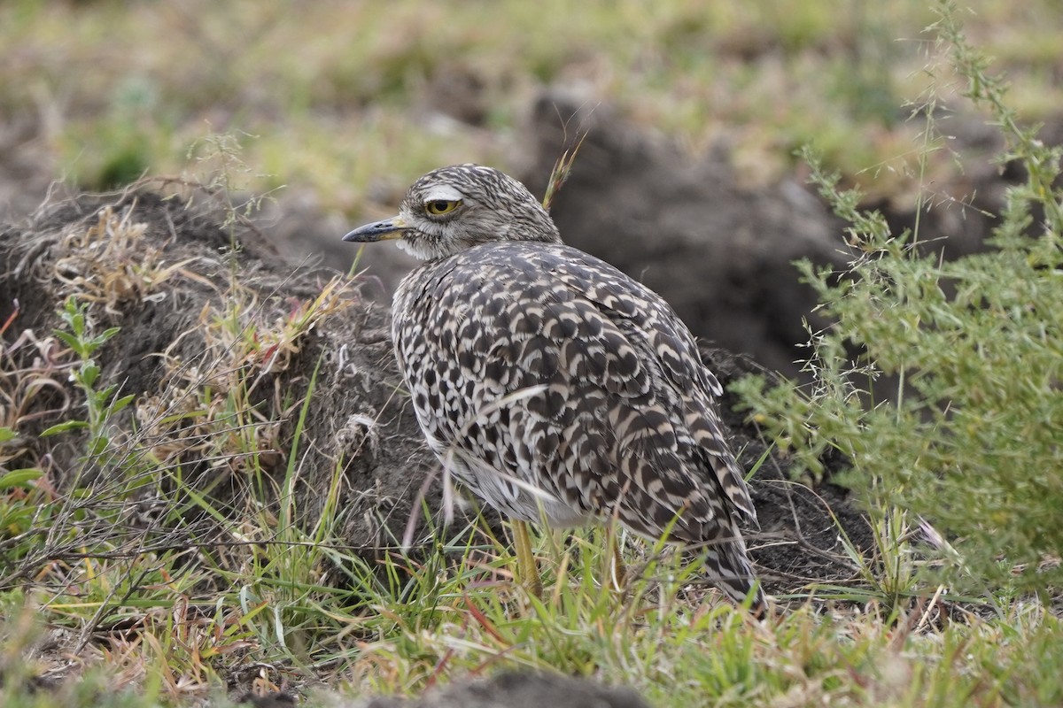 Spotted Thick-knee - ML617283935