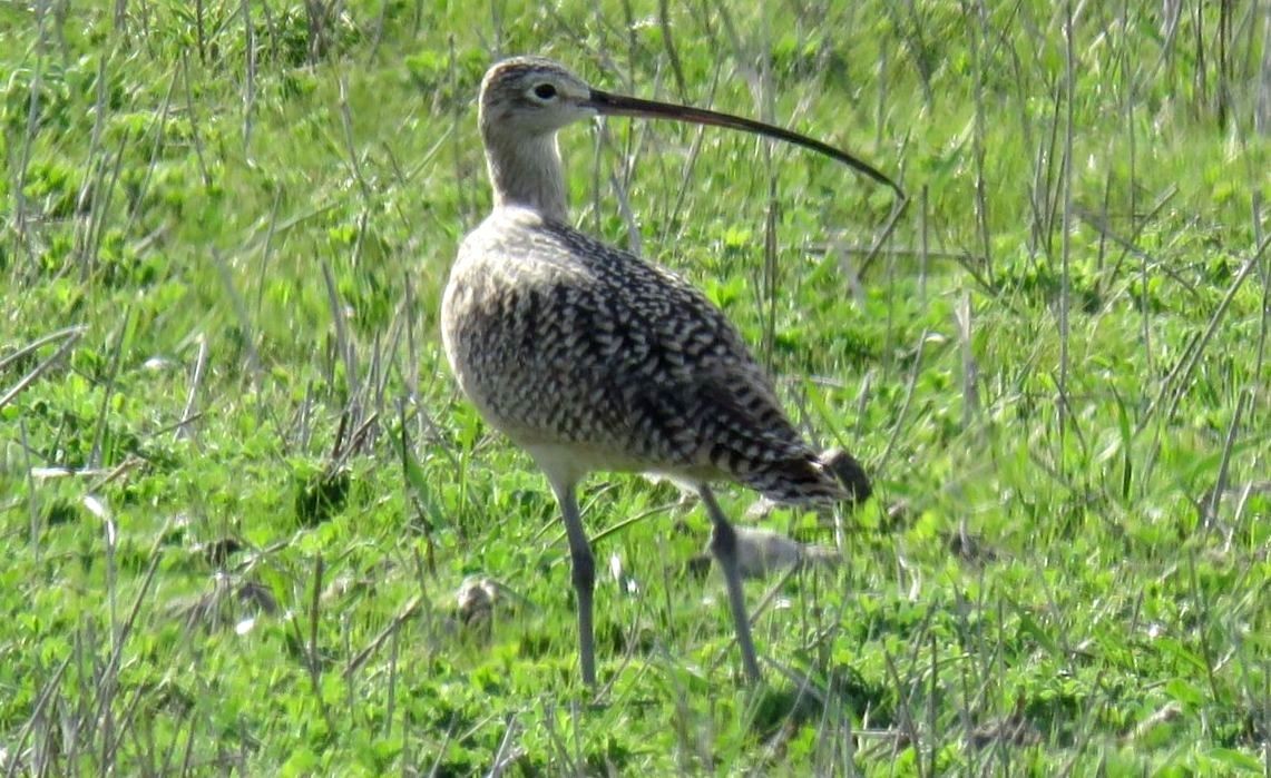 Long-billed Curlew - ML617283988