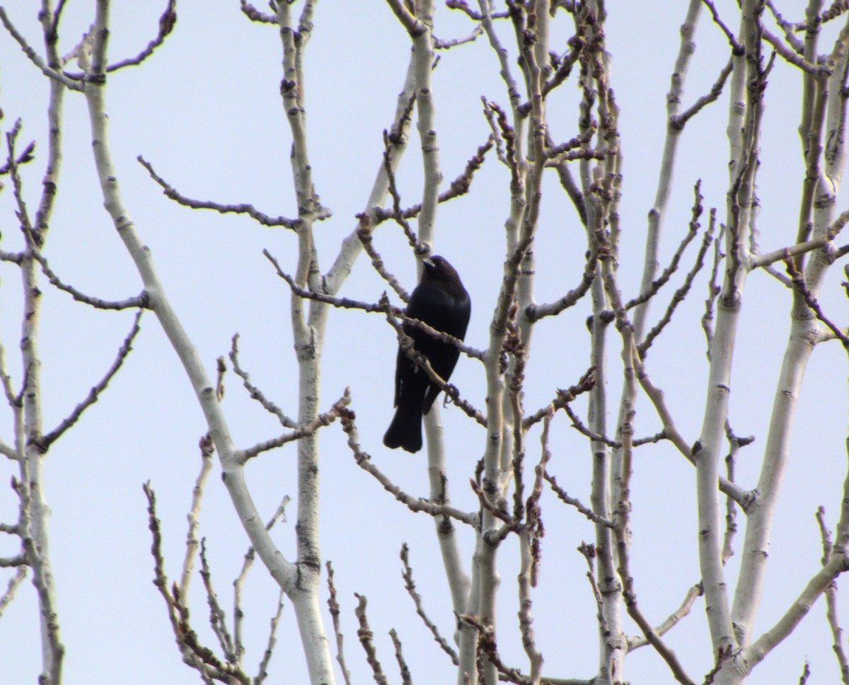 eBird Checklist - 12 Apr 2024 - Anderson-Frontier Park - 2 species