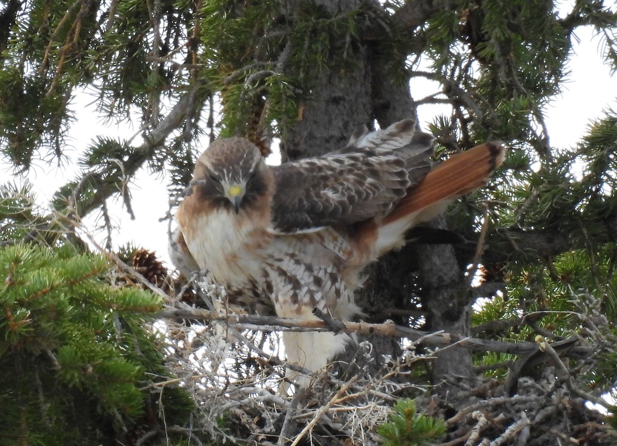 Red-tailed Hawk - ML617284116