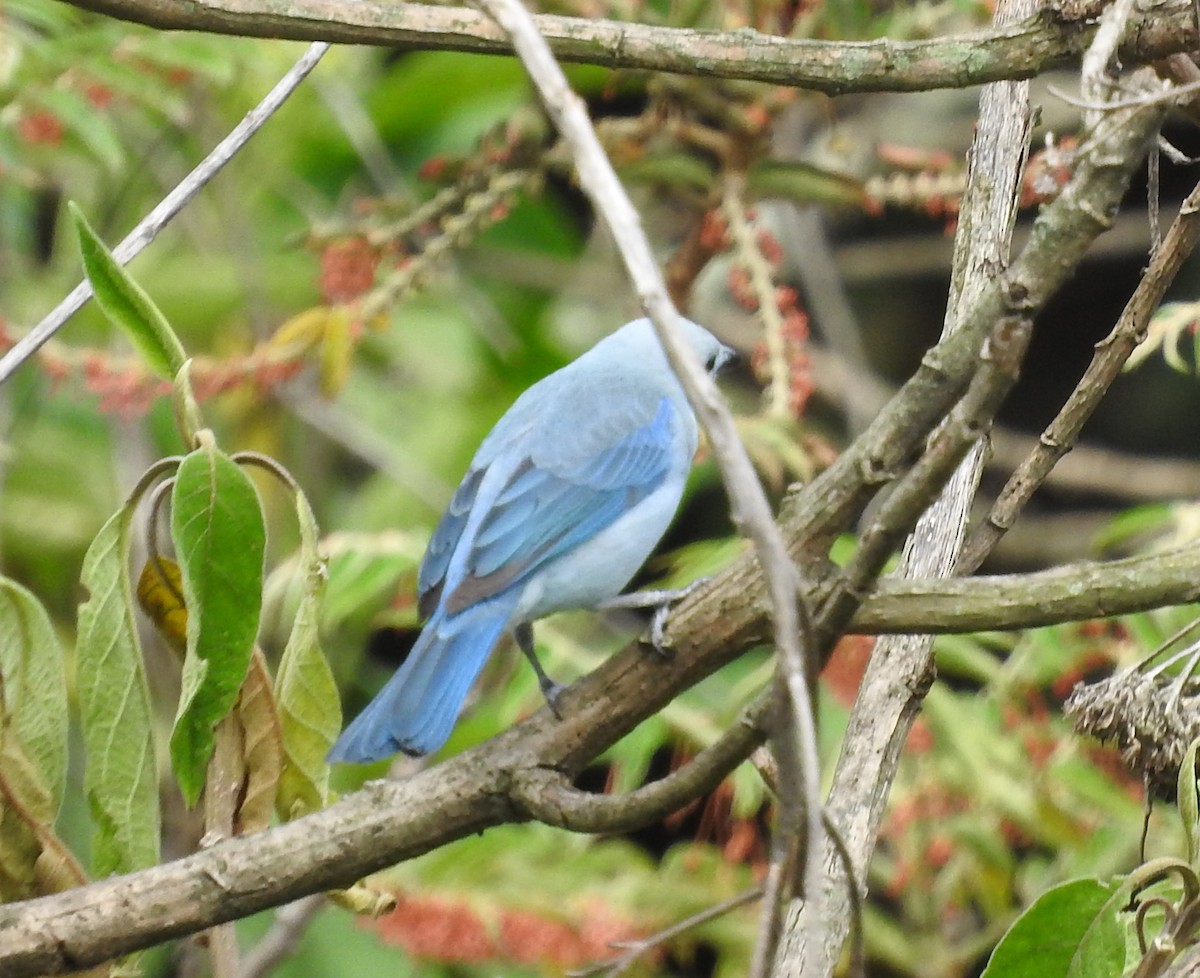 Blue-gray Tanager - Julio P