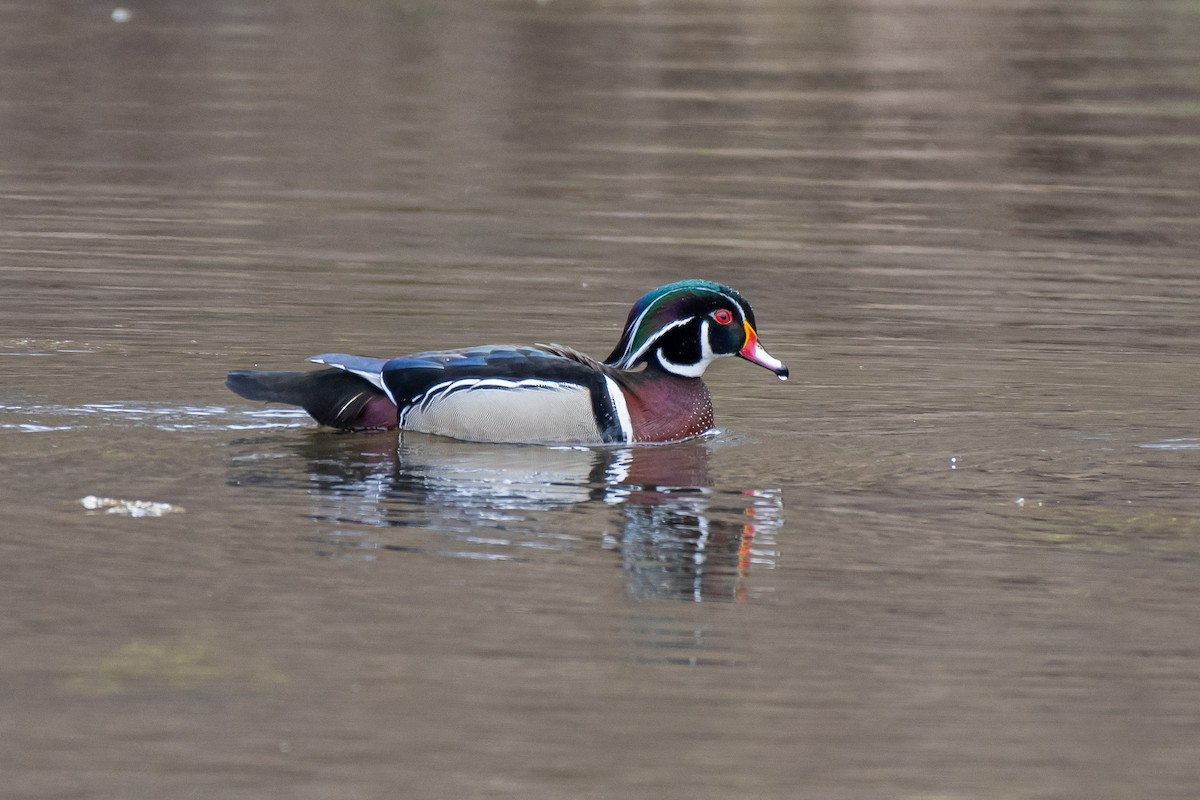New York Breeding Bird Atlas Checklist 11 Apr 2024 Wading River