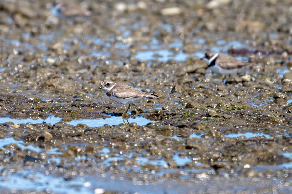 Semipalmated Plover - ML617284285