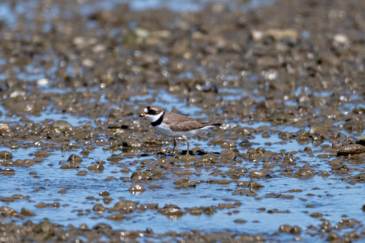 Semipalmated Plover - ML617284286