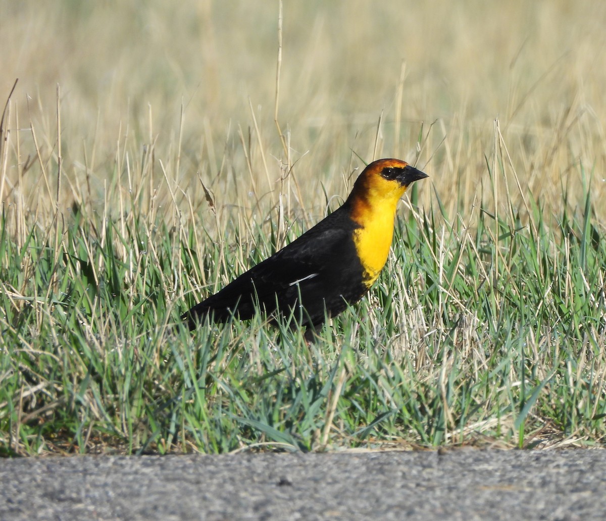 Yellow-headed Blackbird - ML617284301