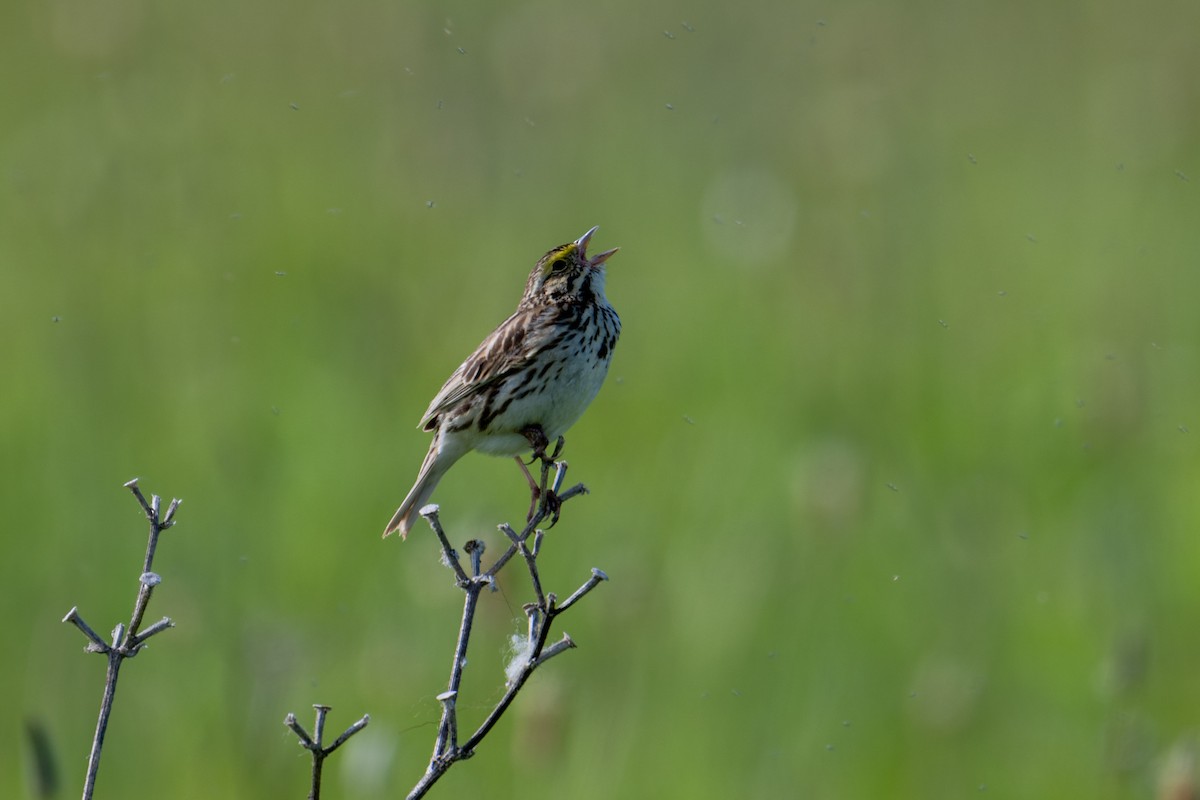 Savannah Sparrow - ML617284404