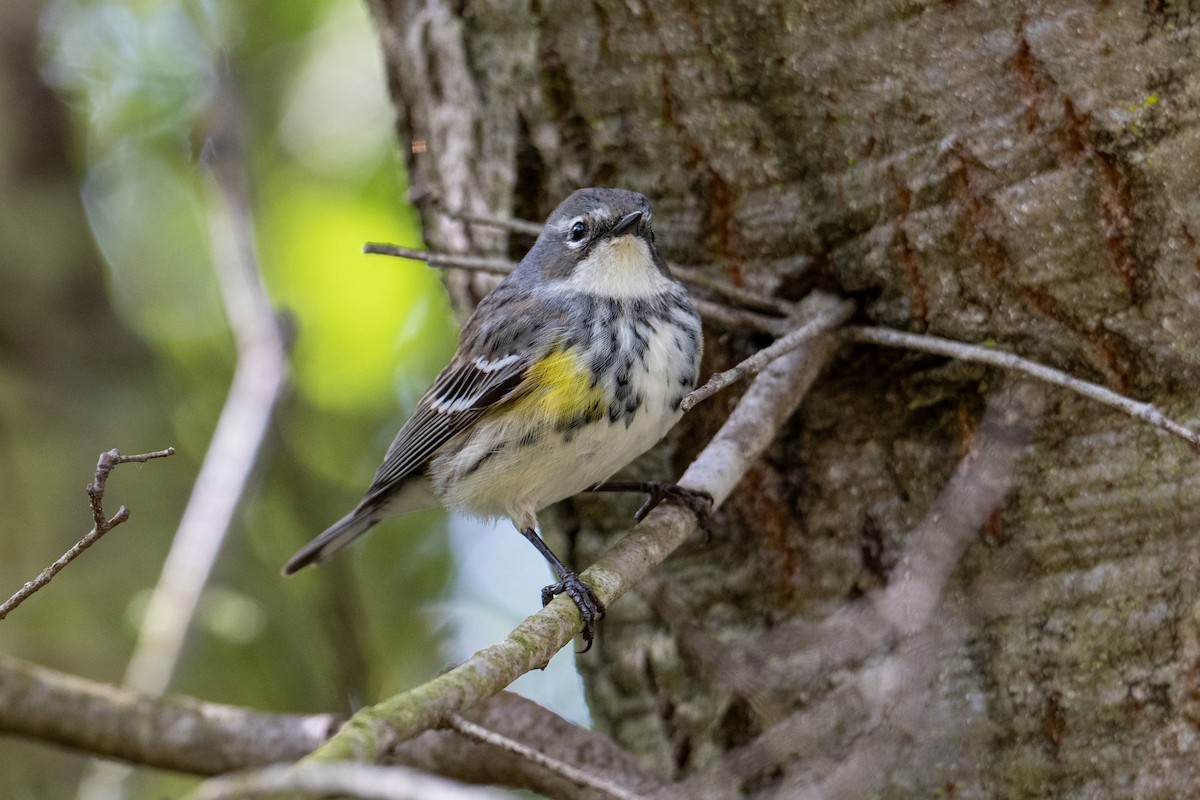 Yellow-rumped Warbler (Myrtle) - ML617284427