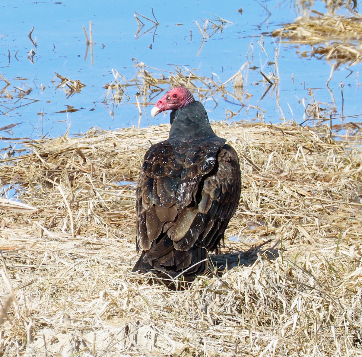 Turkey Vulture - JoAnn Potter Riggle 🦤