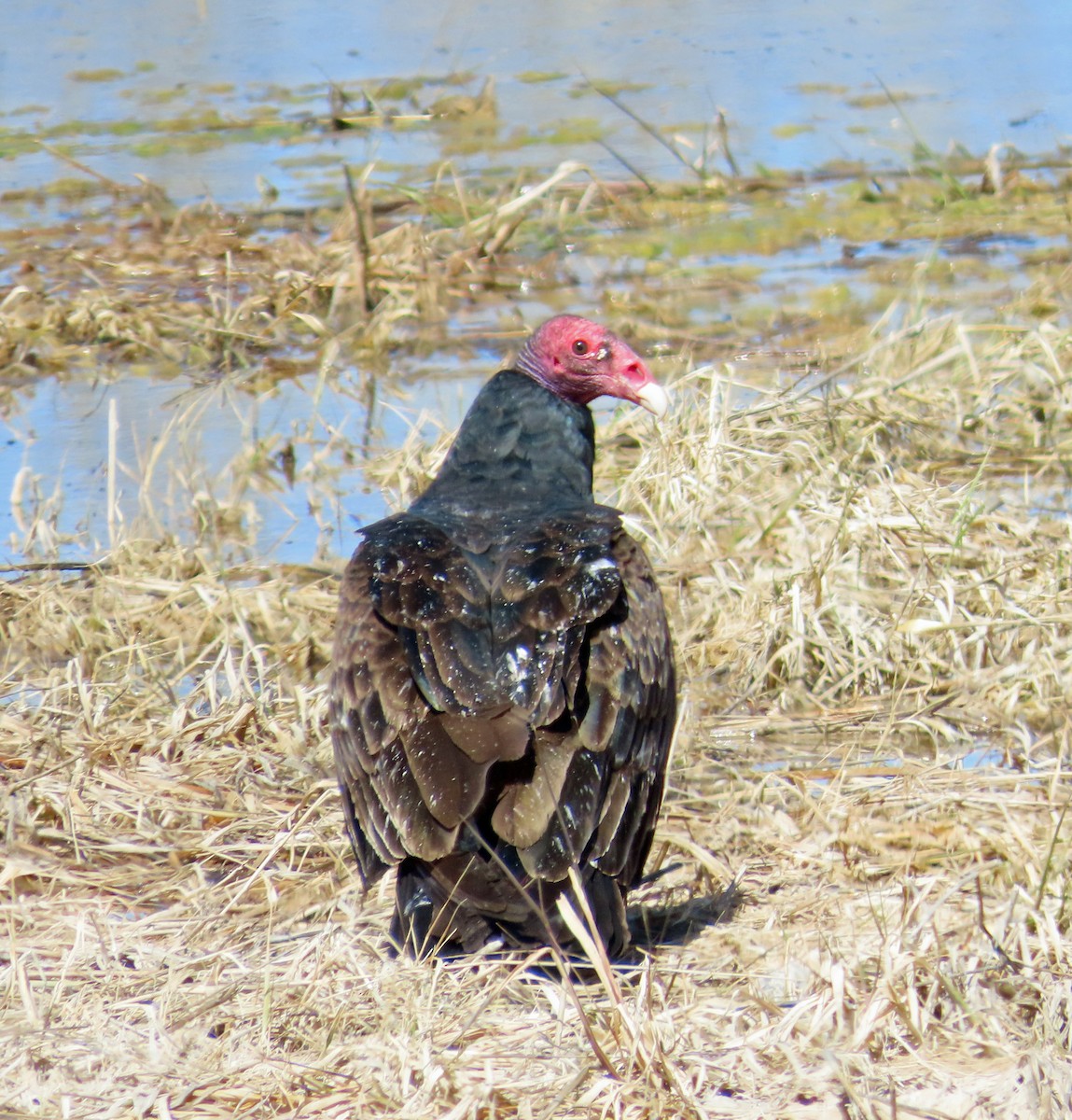 Turkey Vulture - ML617284443