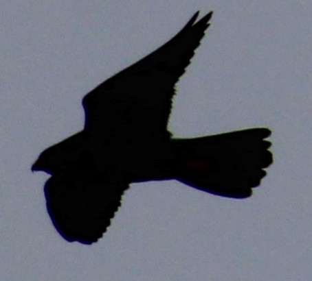 Peregrine Falcon (North American) - ML617284646