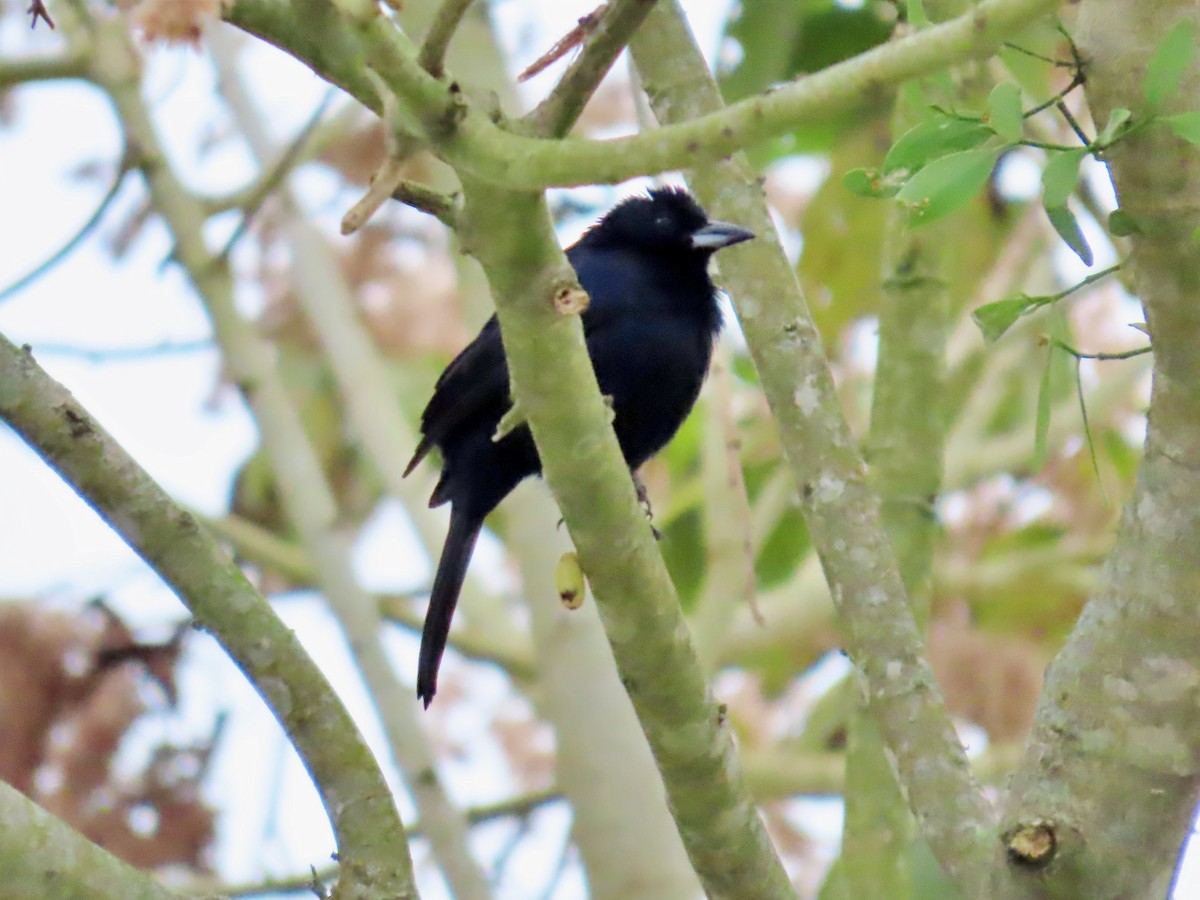 White-lined Tanager - ML617284677