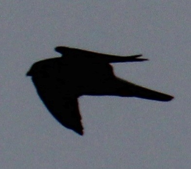 Peregrine Falcon (North American) - ML617284685