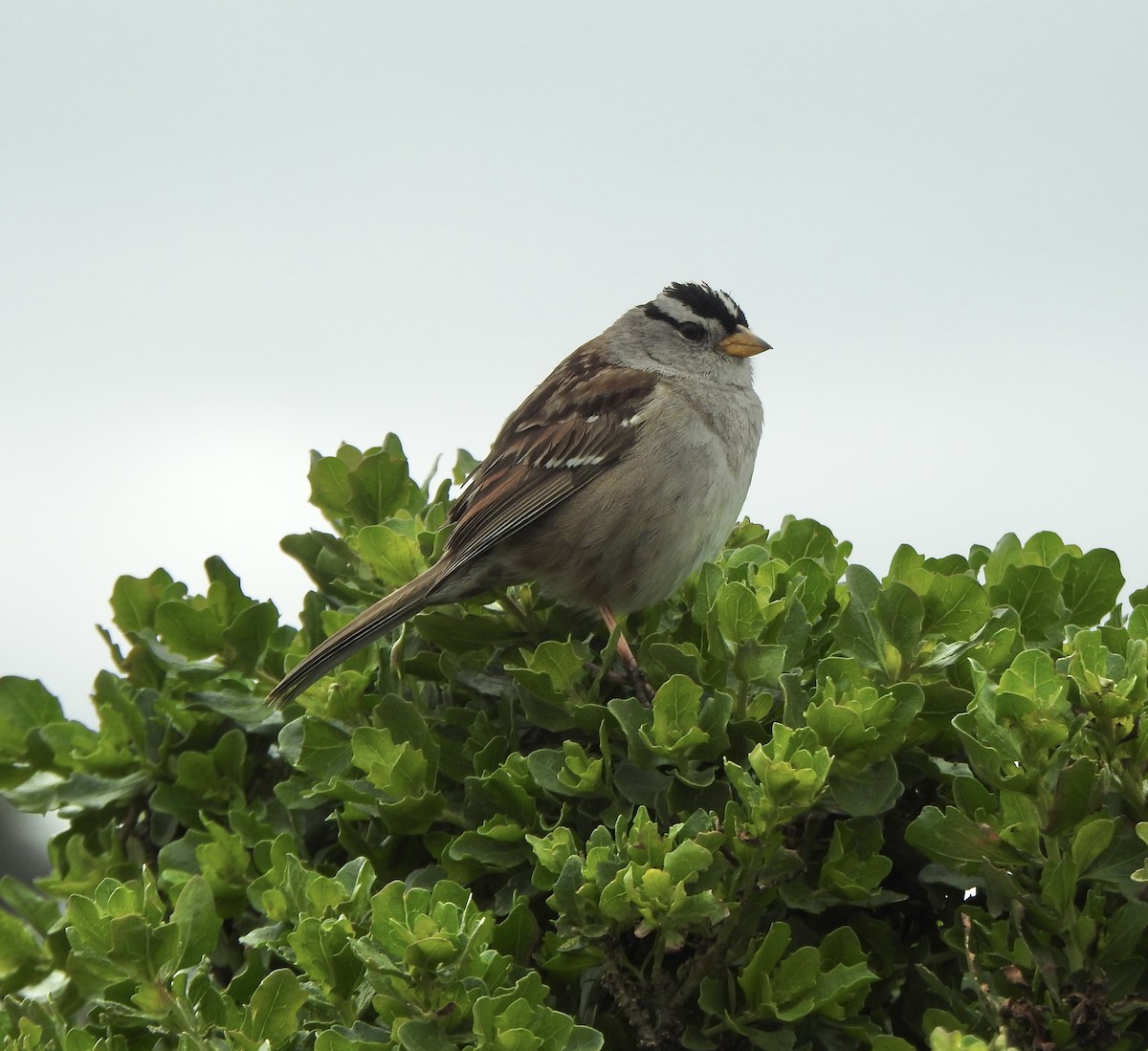 White-crowned Sparrow (nuttalli) - ML617284720