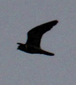 Peregrine Falcon (North American) - ML617284723