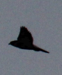 Peregrine Falcon (North American) - ML617284745